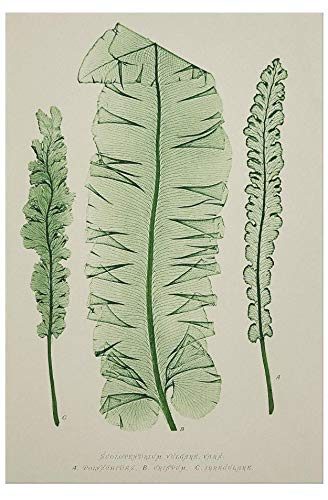 Amazon Brand – Stone & Beam Modern Green on White Botanical Canvas Print Wall Art, 10" x 15"