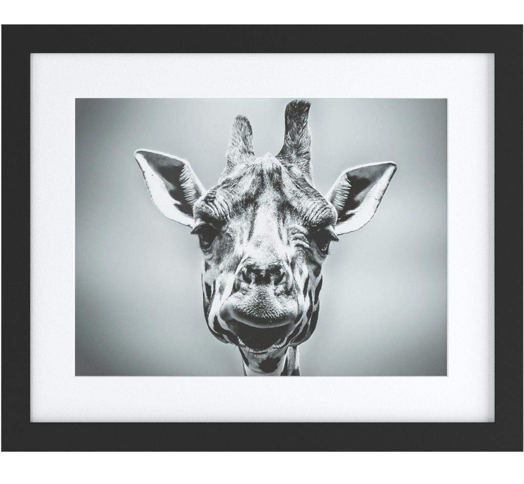Amazon Brand – Stone & Beam Modern Black and White Giraffe Portrait Photo Print Framed Wall Art Decor - 18 x 22 Inch Frame, Black