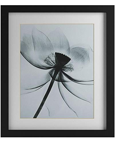 Amazon Brand – Rivet Matted Flower X-Ray Photograph, Black Frame, 13" x 15"
