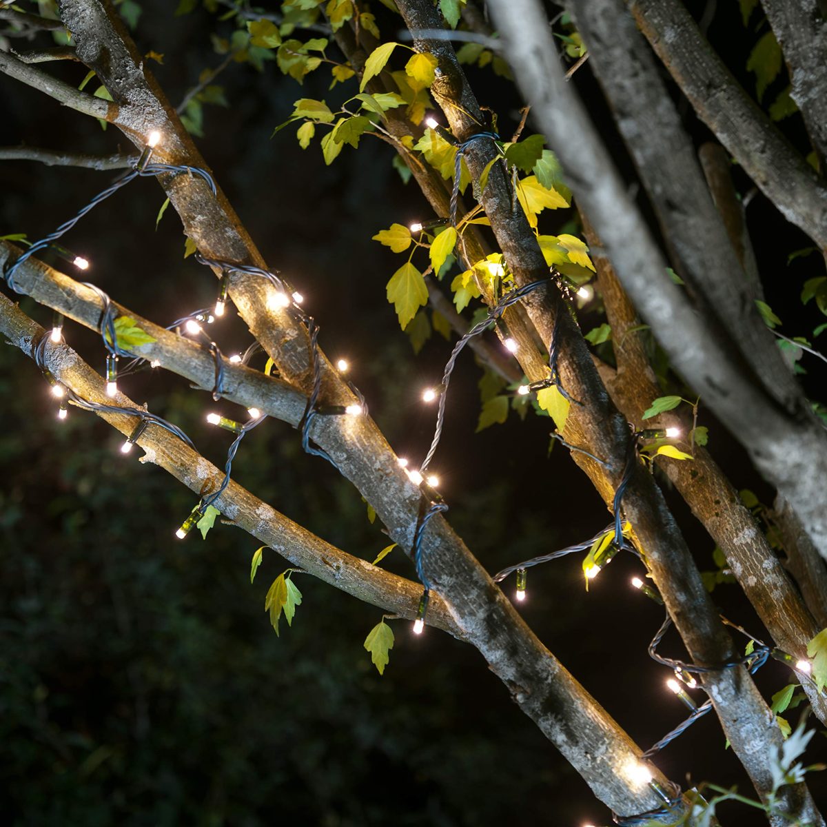 AmazonBasics LED Commercial Grade Indoor/Outdoor Christmas String Lights with Green Rope, Warm White with 50 LEDs, 16-Foot, 2-Pack