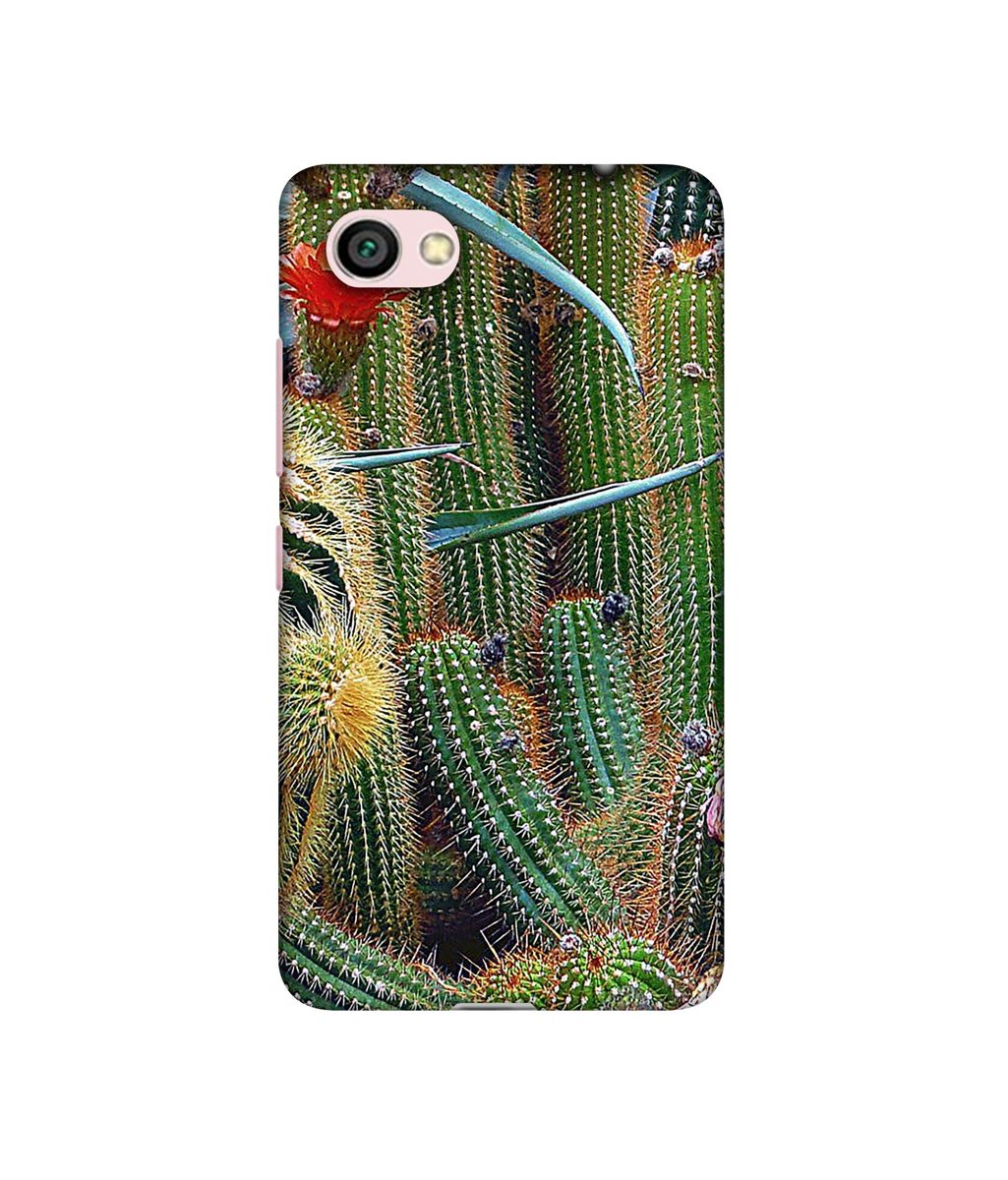 Amazon Brand - Solimo Designer Cactus 3D Printed Hard Back Case Mobile Cover for Xiaomi Redmi Y1 Lite
