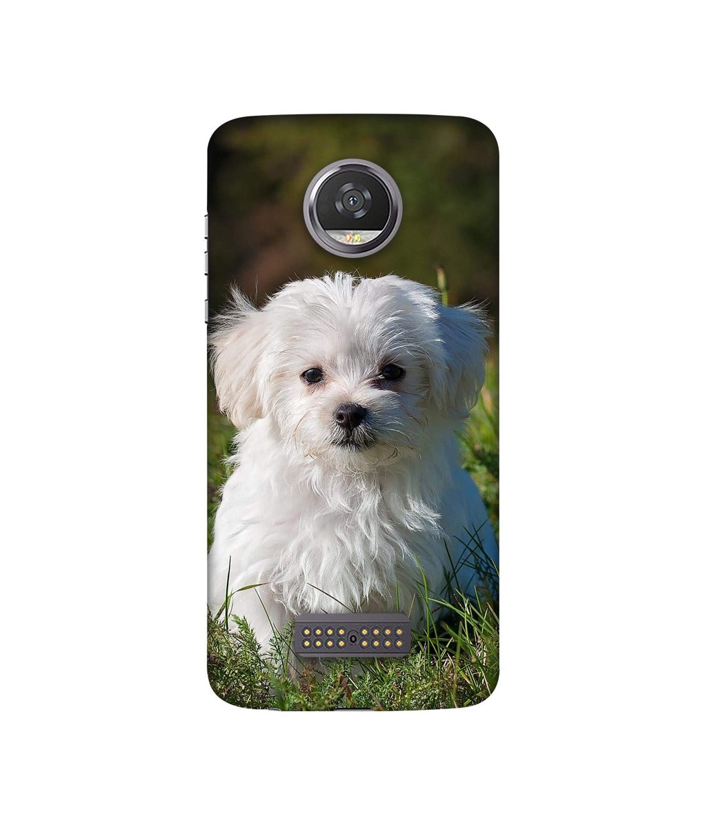 Amazon Brand - Solimo Designer White Dog 3D Printed Hard Back Case Mobile Cover for Moto Z2 Play