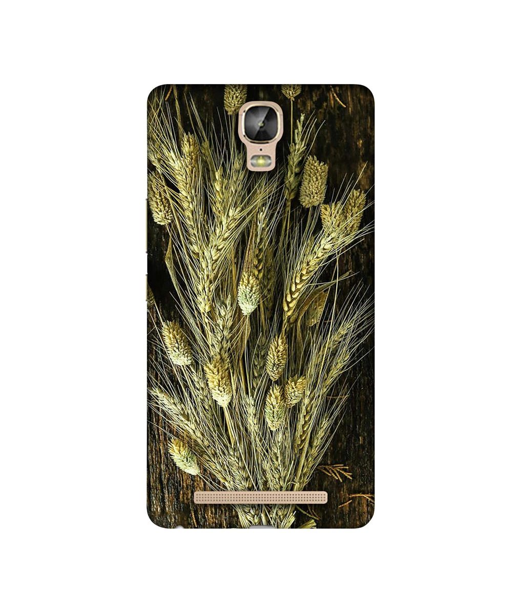 Amazon Brand - Solimo Designer Wheat Plants 3D Printed Hard Back Case Mobile Cover for Gionee Marathon M5 Plus