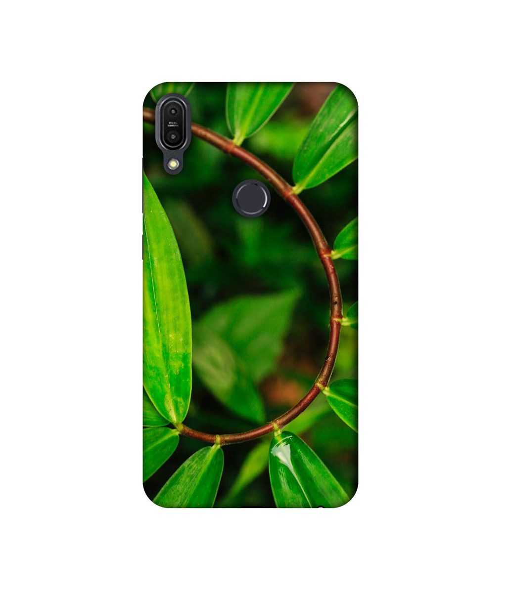 Amazon Brand - Solimo Designer Leaf Photography 3D Printed Hard Back Case Mobile Cover for Asus Zenfone Max Pro M1 ZB601KL