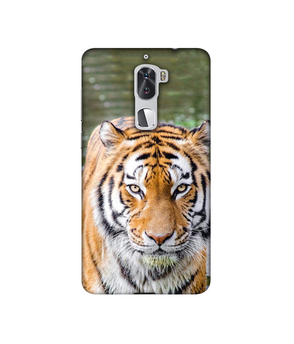 Amazon Brand - Solimo Designer Tiger in Water 3D Printed Hard Back Case Mobile Cover for Coolpad Cool1 Dual