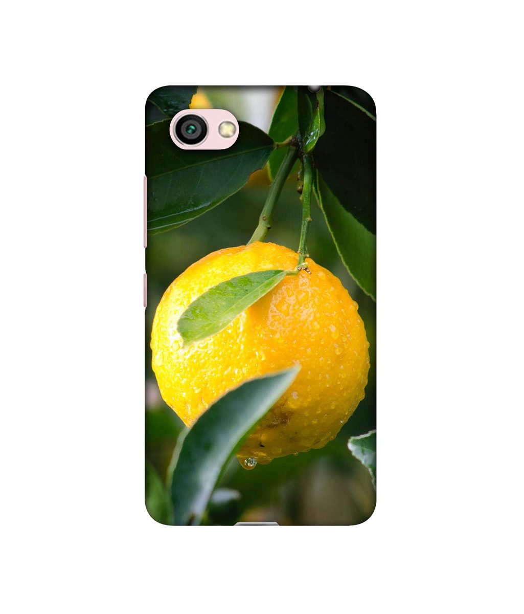 Amazon Brand - Solimo Designer Lemon 3D Printed Hard Back Case Mobile Cover for Xiaomi Redmi Y1 Lite