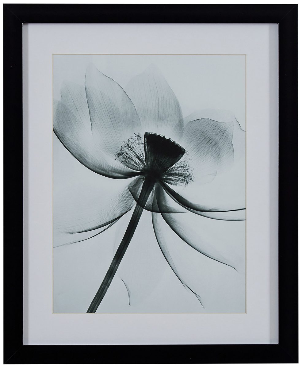 Amazon Brand – Rivet Matted Flower X-Ray Photograph, Black Frame, 13" x 15"