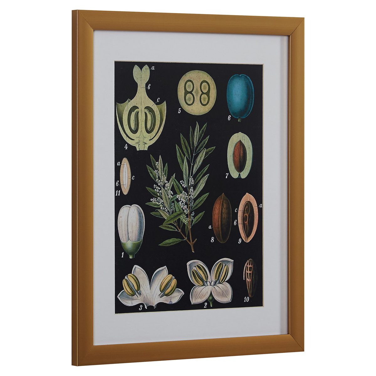 Rivet Blue and Green Mid-Century Modern Botanical Anatomy in Gold Frame Print Wall Art