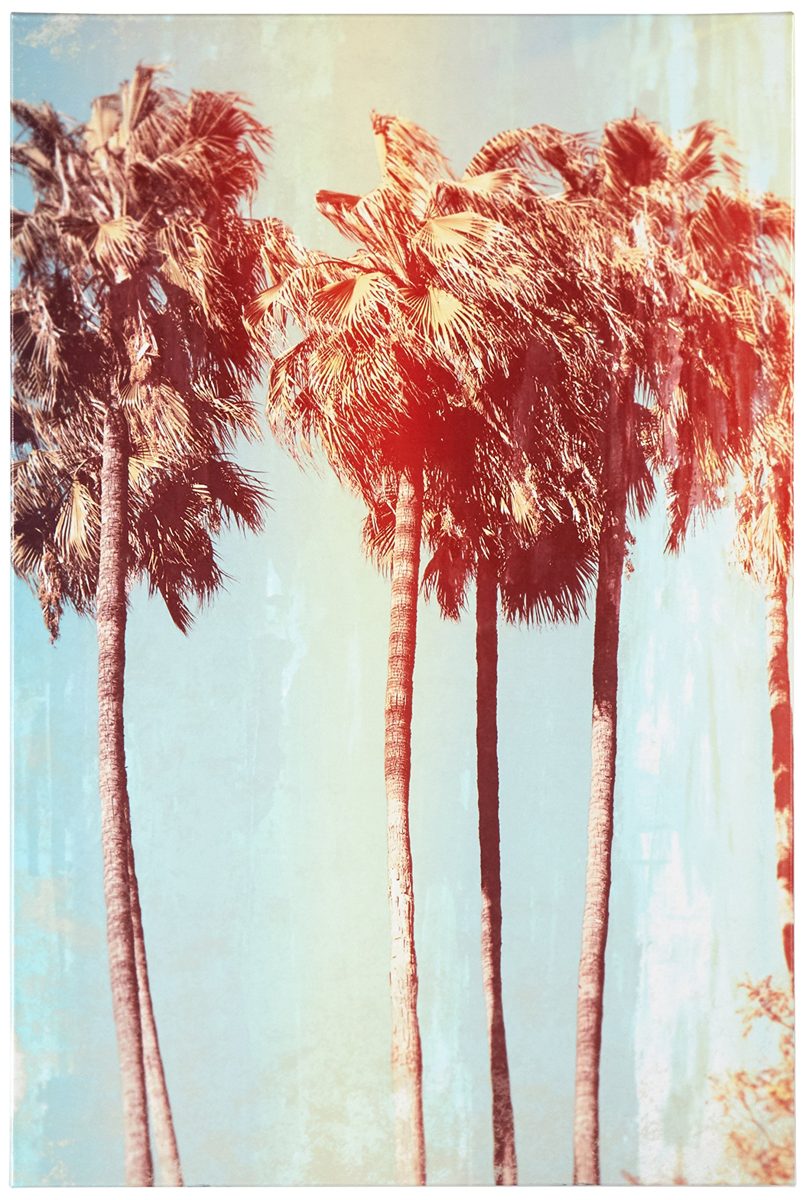 Amazon Brand – Rivet Vintage-Look Turquoise and Sepia Palm Tree Print, 10"x15"