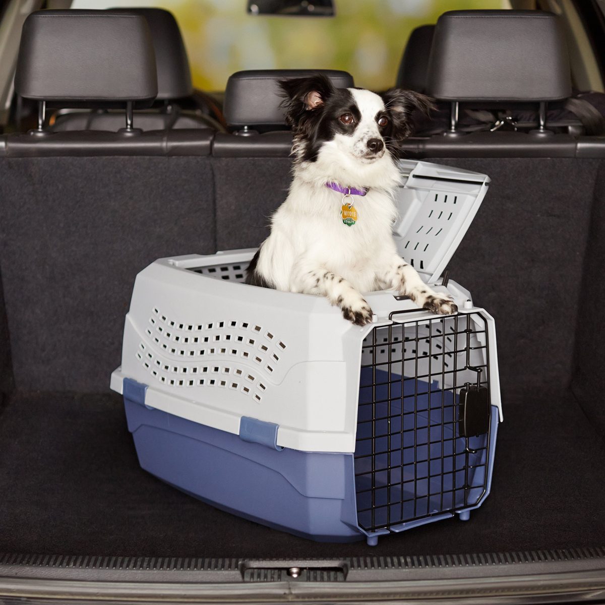 AmazonBasics Two-Door Top-Load Pet Kennel