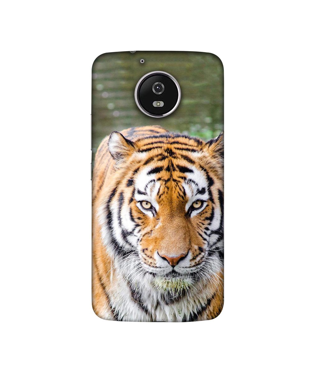 Amazon Brand - Solimo Designer Tiger in Water 3D Printed Hard Back Case Mobile Cover for Motorola Moto G5