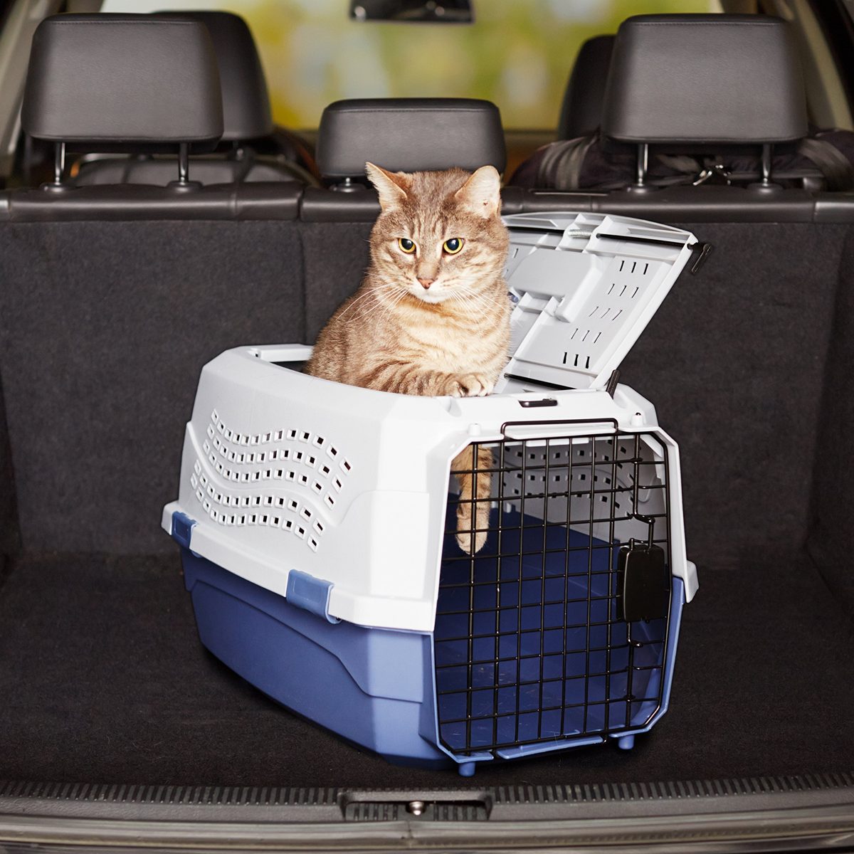 AmazonBasics Two-Door Top-Load Pet Kennel