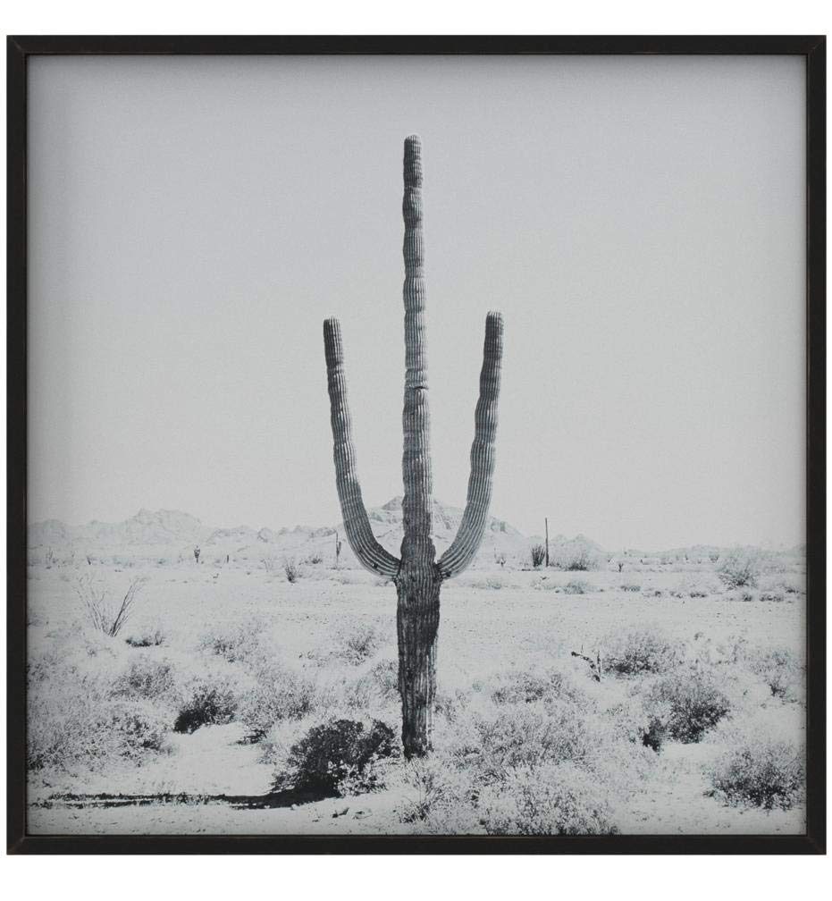 Modern Black and White Desert Cactus Photo Wall Art on Wood