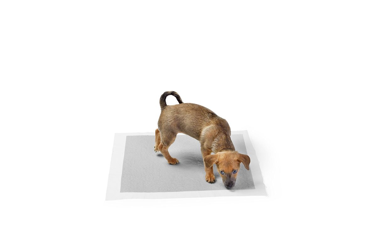 AmazonBasics Carbon Pet Training Pads (Regular - 80 Count)